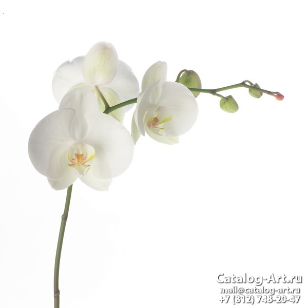 Натяжные потолки с фотопечатью - Белые орхидеи 25